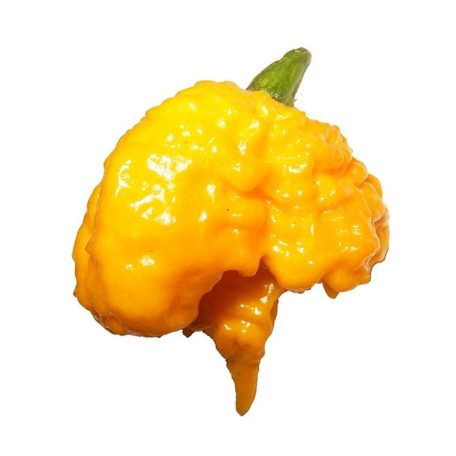 Carolina Reaper Yellow Beast Chili Paprika Magok (a világ legerősebb paprikája)